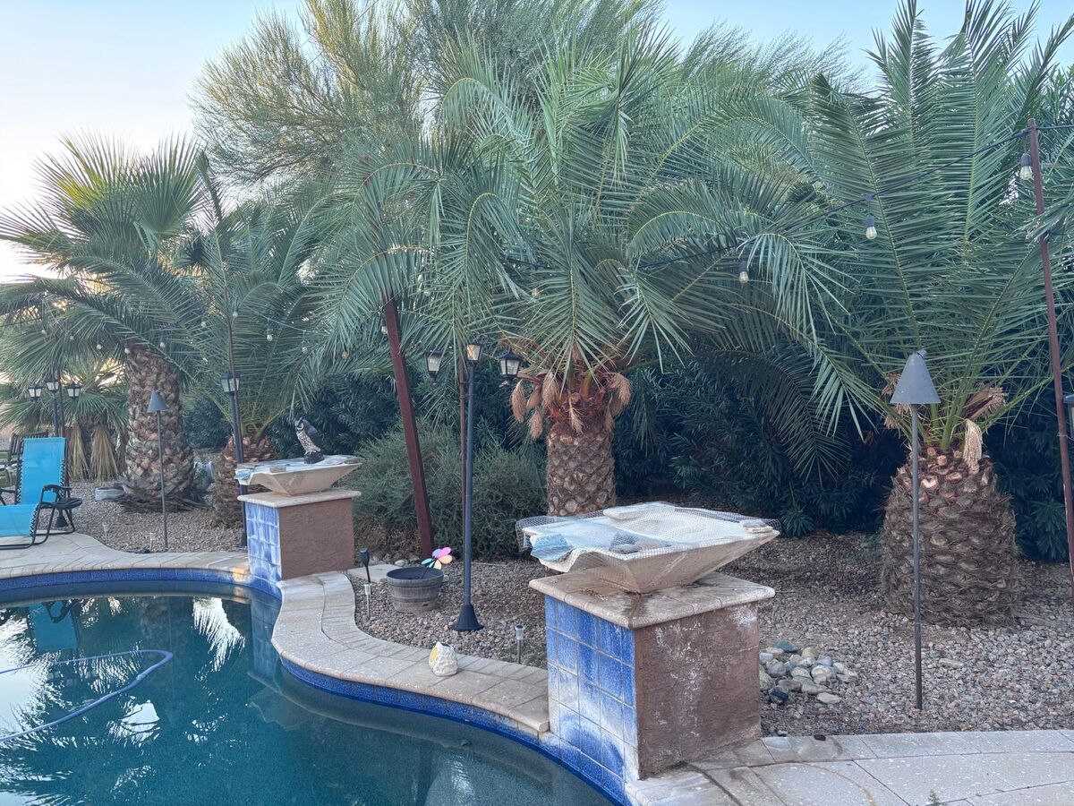 Palmas podadas junto a la alberca